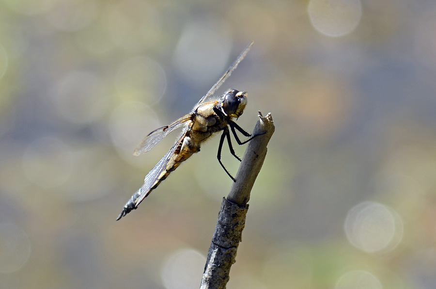 Libellula quadrimaculata? - S, maschio